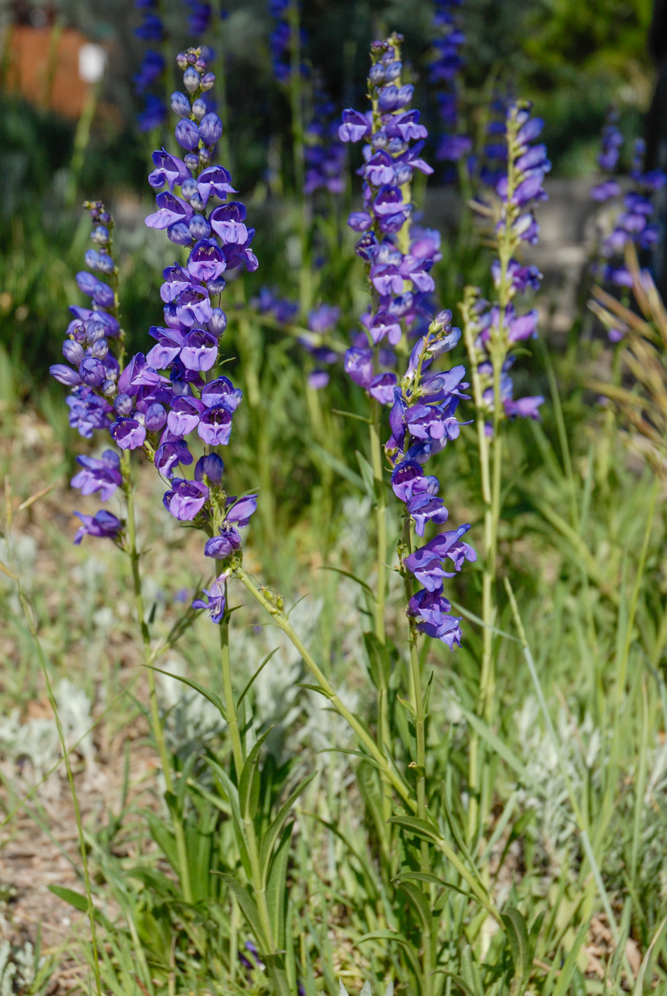 Rocky Mountain Penstemon